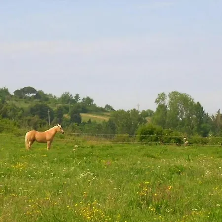 In Mit Garten *