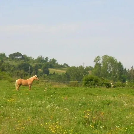 Ligoracce