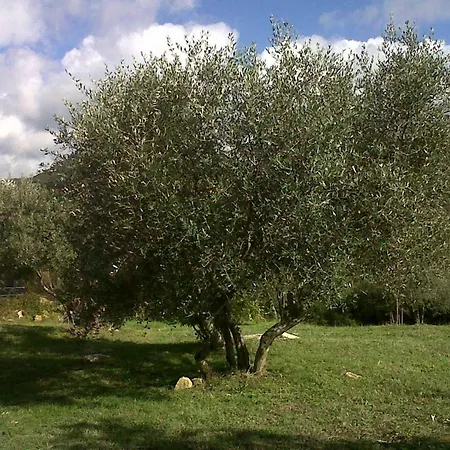 Ligoracce Διαμέρισμα Castellina Marittima
